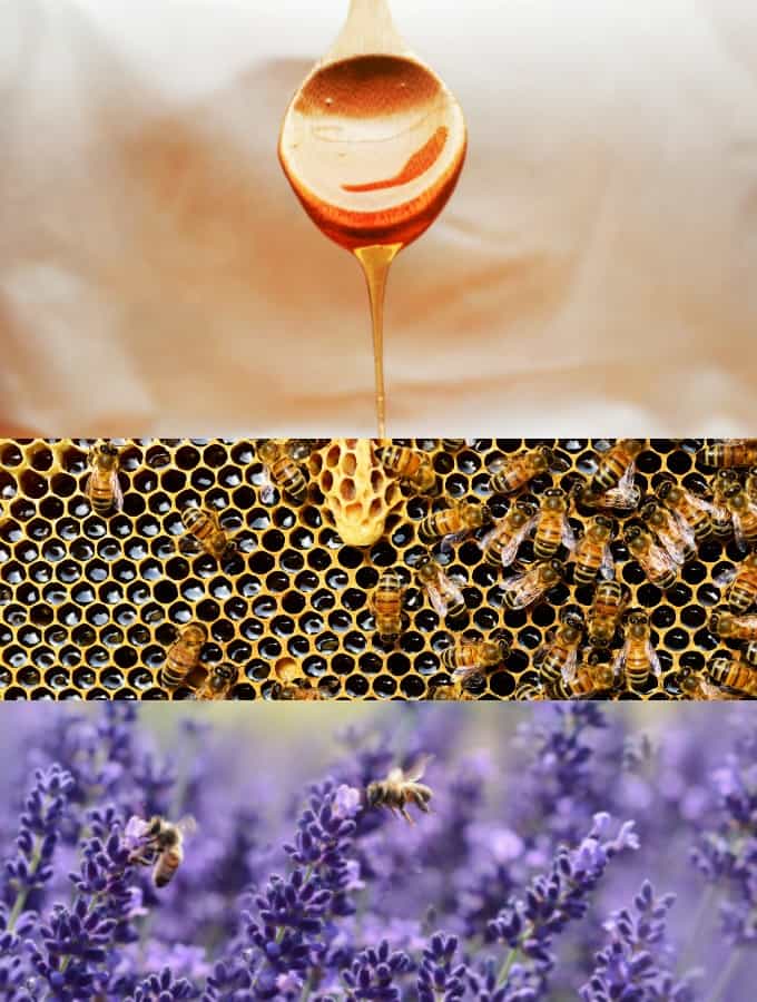 a collage with pictures of honey, bees, and lavender to illustrate the question "is honey vegan?" 