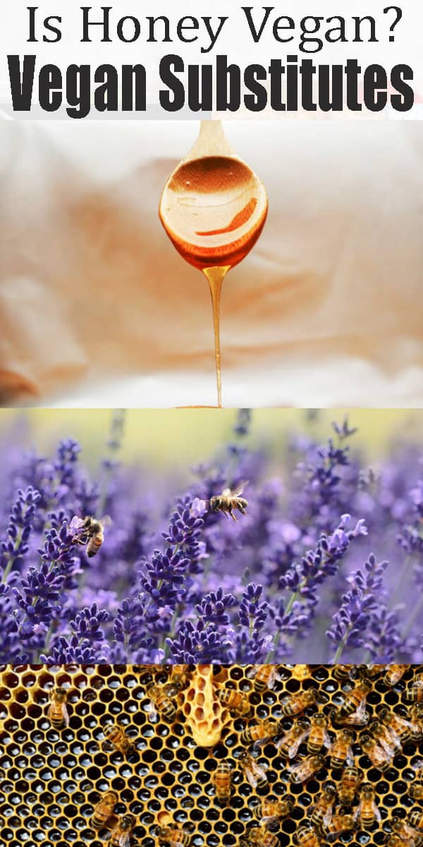 Is Honey Vegan? Vegan Heaven